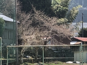 さくら.jpg